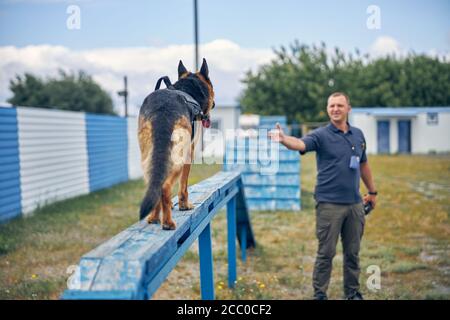 Male officer training police detection dog outdoors Stock Photo