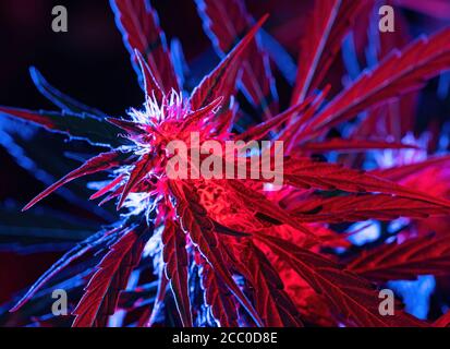 psychedelic illuminated nude Stock Photo - Alamy