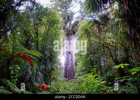 Tane Mahuta Lord of the Forest - New Zealand Kauri Tree in Waipoa Forest North Island Stock Photo