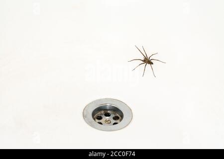 Spider in the bath, house spider next to plug hole Stock Photo