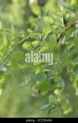 Selective focus shot of Japanese beetles Popillia japonica on the tree branches Stock Photo