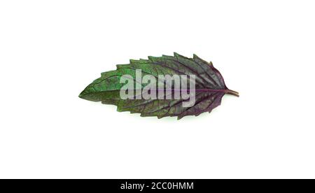 Purple Basil leaves on a white background. Stock Photo