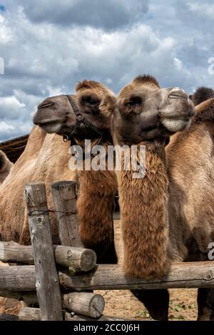 Bactrian camel in the open-air zoo paddock. Stock Photo