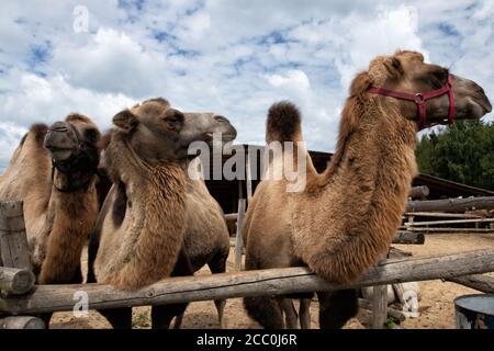Bactrian camel in the open-air zoo paddock. Stock Photo