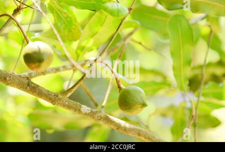 Macadamia nuts hanging on branch macadamia tree in farm in the summer Stock Photo