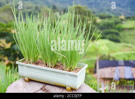 Onion sprouts green seedling in pot in the vegetable garden on the mountain / shallots growing from soil Stock Photo