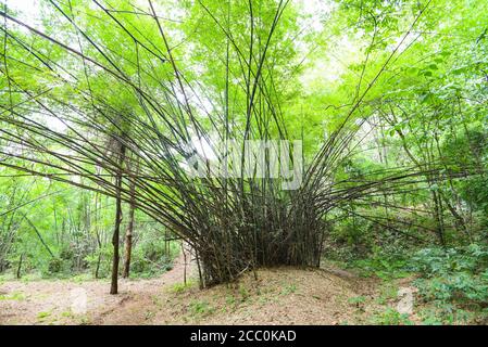 bamboo tree in the bamboo forest / Asian tropical forest Stock Photo