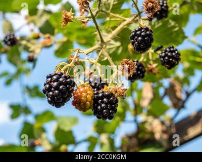 blackberries on the bush in the garden Stock Photo