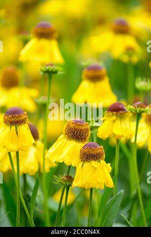 Daisy-like flowers of Helenium 'Wesergold'. Sneezeweed 'Wesergold'. Helenium-wesergold Stock Photo