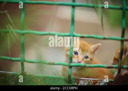 Ginger kitten behind the green bars of an old rusty fence. Stock Photo