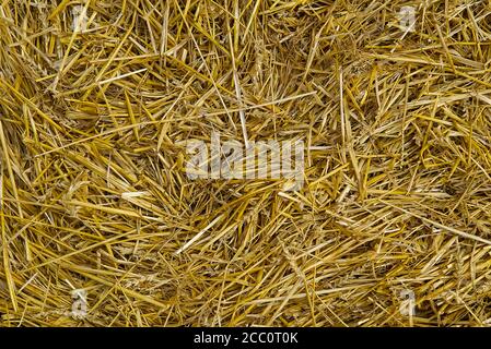 texture of dry straw. Yellow dry hay background close-up. Stock Photo