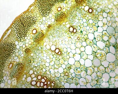 Microphotography of cross section of stem of carrot Stock Photo - Alamy