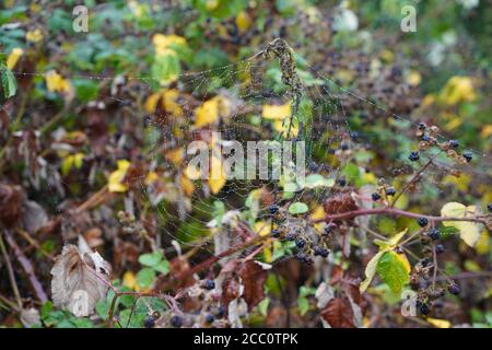 Dew on Spider web infront of Blackberries Stock Photo