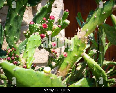 Prickly pear fruit cactus. Young prickly pear cactus flowers for nopal. Prickly pear fruit closeup on cactus plant in indian garden. Red fruits (Opunt Stock Photo