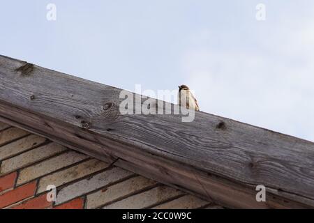 One sparrow bird sits on the roof of a house in blue sky background Stock Photo