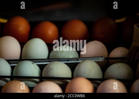 hen eggs in an incubator Stock Photo