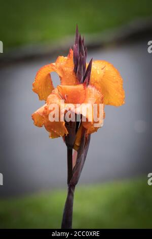 Rain droplets on the petals of the flower bloom of a Canna Lily. Stock Photo