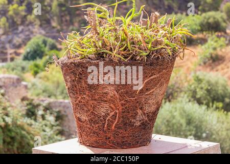 Pot Bound Plant Stock Photo