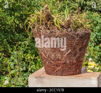 Pot Bound Plant Stock Photo