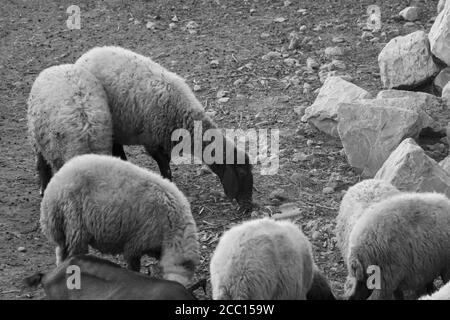 Flock of sheep grazing in a hill at sunset. Stock Photo