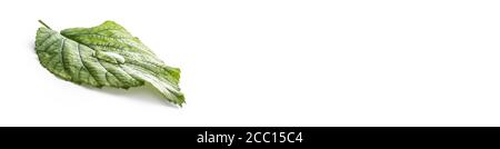 Water drops on green leave isolated on white. Enviromental panoramic banner Stock Photo