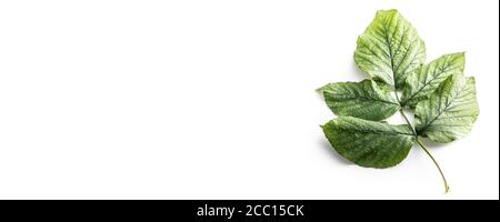 Twig with green leaves leaves isolated on white background. Stock Photo