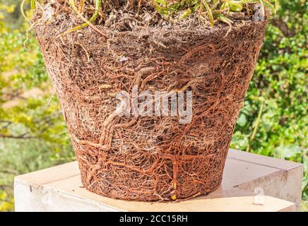 Pot Bound Plant Stock Photo