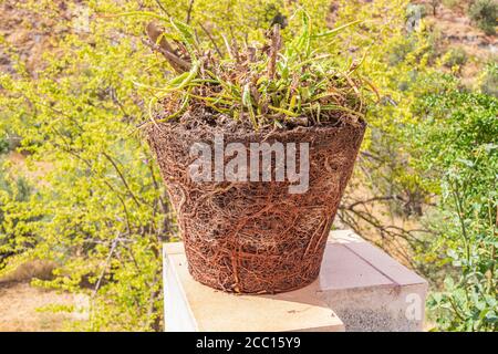 Pot Bound Plant Stock Photo