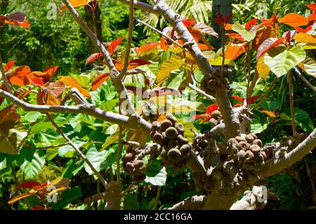 Roxburgh fig Latin name Ficus auriculata autumn leaves and fruit Stock Photo