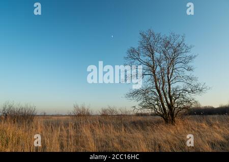Large tree without leaves and dry grass, view on evening, Lubelskie, Poland Stock Photo