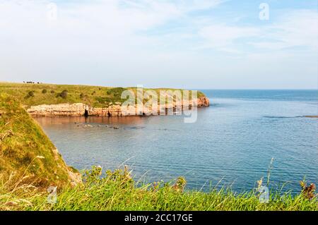 Attractive grass covered pink faced cliffs form a slight bay as the cliff faces meet the blue North Sea along the Berwick upon Tweed coastline Stock Photo