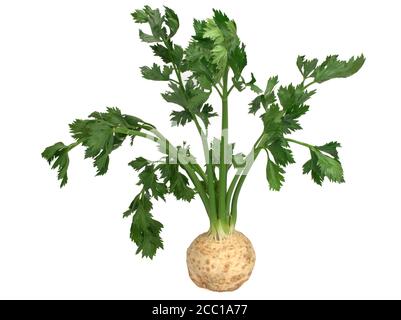 Fresh celery root with leaf isolated on white background Stock Photo