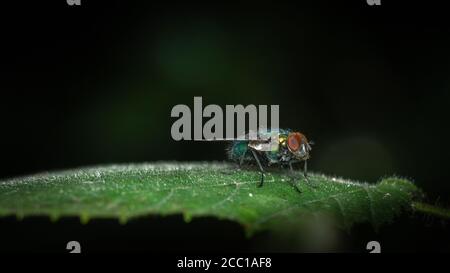 Common Green Bottle Fly resting on a leaf Stock Photo