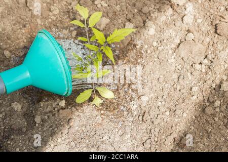 Freshly planted tomato seedlings are watered from a watering can in the greenhouse Stock Photo