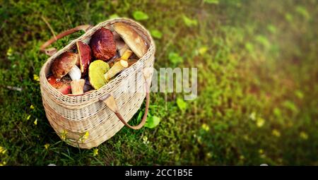 mushroom hunting - wicker basket full of edible mushrooms in forest moss. banner copy space Stock Photo