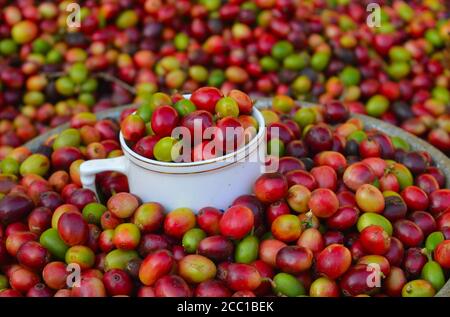 image of harvested coffee berries. the industrial process of converting the raw fruit of the coffee plant into the finished coffee. The coffee cherry Stock Photo