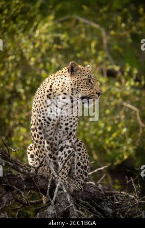 Vertical portrait of adult leopard sitting in a tree looking alert with its head turned to one side in Kruger Park South Africa Stock Photo