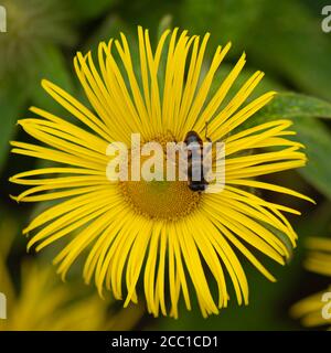 Honey bee collecting pollen from Elecampane, Inula helenium flower, also called horse-heal or elfdock Stock Photo