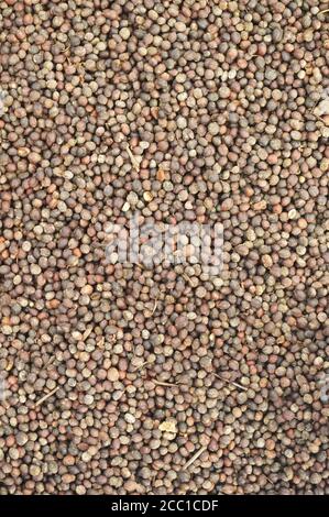 image of harvested coffee berries. the industrial process of converting the raw fruit of the coffee plant into the finished coffee. The coffee cherry Stock Photo