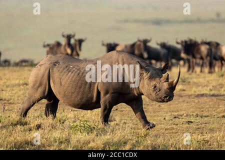 Black rhino walking in the afternoon sunlight with a herd of wildebeest watching him in the background in Masai Mara Kenya Stock Photo