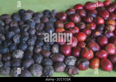 image of harvested coffee berries. the industrial process of converting the raw fruit of the coffee plant into the finished coffee. The coffee cherry Stock Photo