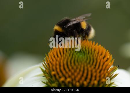 Bumble bee collecting pollen from an Echinacea, whose flowers have a raised cone-shaped centre Stock Photo