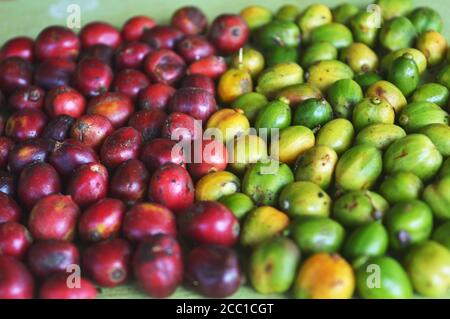 image of harvested coffee berries. the industrial process of converting the raw fruit of the coffee plant into the finished coffee. The coffee cherry Stock Photo