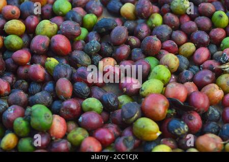 image of harvested coffee berries. the industrial process of converting the raw fruit of the coffee plant into the finished coffee. The coffee cherry Stock Photo