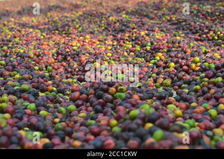 image of harvested coffee berries. the industrial process of converting the raw fruit of the coffee plant into the finished coffee. The coffee cherry Stock Photo