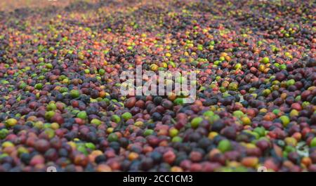 image of harvested coffee berries. the industrial process of converting the raw fruit of the coffee plant into the finished coffee. The coffee cherry Stock Photo