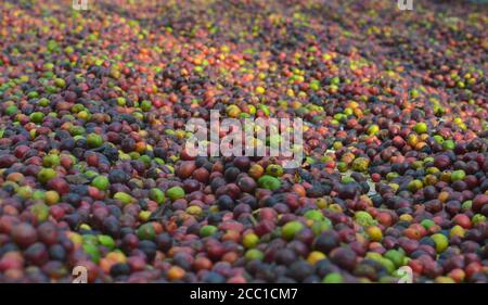 image of harvested coffee berries. the industrial process of converting the raw fruit of the coffee plant into the finished coffee. The coffee cherry Stock Photo