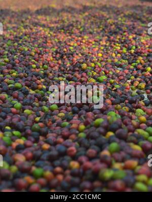 image of harvested coffee berries. the industrial process of converting the raw fruit of the coffee plant into the finished coffee. The coffee cherry Stock Photo