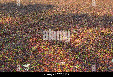 image of harvested coffee berries. the industrial process of converting the raw fruit of the coffee plant into the finished coffee. The coffee cherry Stock Photo