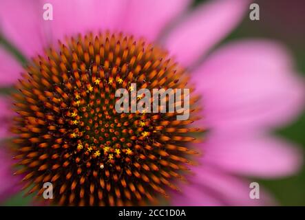 Close-up of an Echinacea, whose flowers have a raised cone-shaped centre Stock Photo